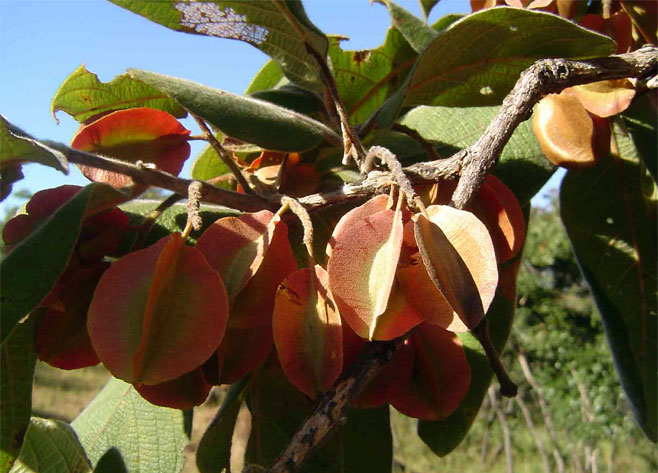 Combretum molle (Velvet bushwillow, Velvet-leaved combretum)