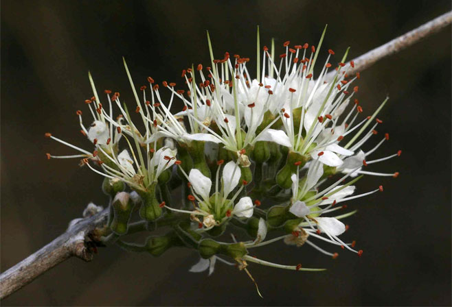 Combretum mossambicense (Knobbly climbing bushwillow, Knobbly creeper, Shaving-brush combretum)