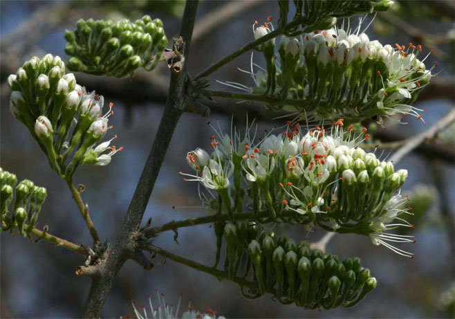 Combretum mossambicense (Knobbly climbing bushwillow, Knobbly creeper, Shaving-brush combretum)