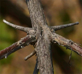 Combretum mossambicense (Knobbly climbing bushwillow, Knobbly creeper, Shaving-brush combretum)