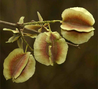 Combretum mossambicense (Knobbly climbing bushwillow, Knobbly creeper, Shaving-brush combretum)
