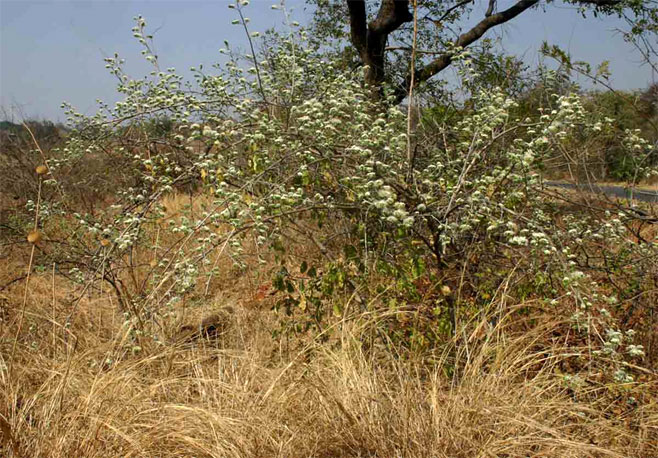 Combretum mossambicense (Knobbly climbing bushwillow, Knobbly creeper, Shaving-brush combretum)