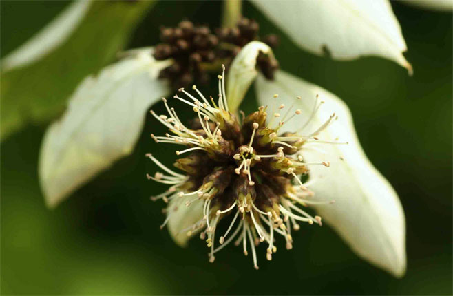 Combretum obovatum (Spiny white-leaved combretum)