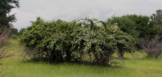 Combretum obovatum (Spiny white-leaved combretum)