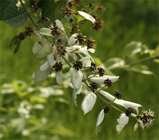 Combretum obovatum (Spiny white-leaved combretum)