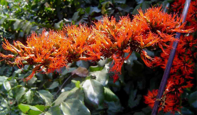 Combretum paniculatum (Forest burning-bush combretum)