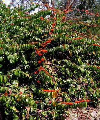 Combretum paniculatum (Forest burning-bush combretum)