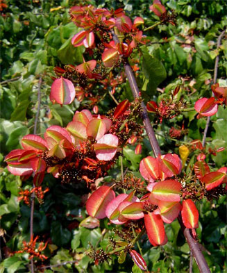 Combretum paniculatum (Forest burning-bush combretum)