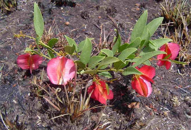 Combretum platypetalum
