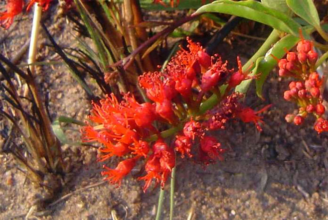 Combretum platypetalum