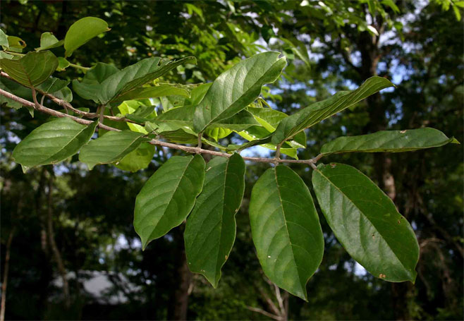 Combretum zeyheri (Large-fruit bushwillow, Large-fruit combretum)