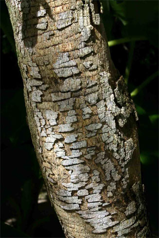 Combretum zeyheri (Large-fruit bushwillow, Large-fruit combretum)