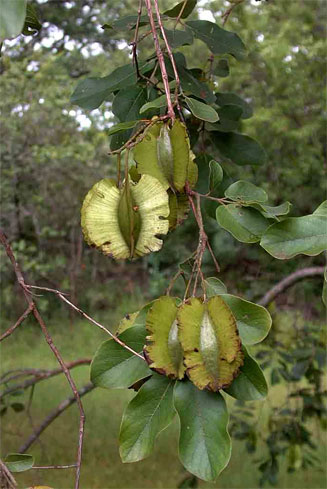 Combretum zeyheri (Large-fruit bushwillow, Large-fruit combretum)