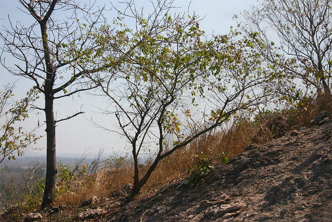 http://www.zimbabweflora.co.zw/speciesdata/species.php?species_id=142120
