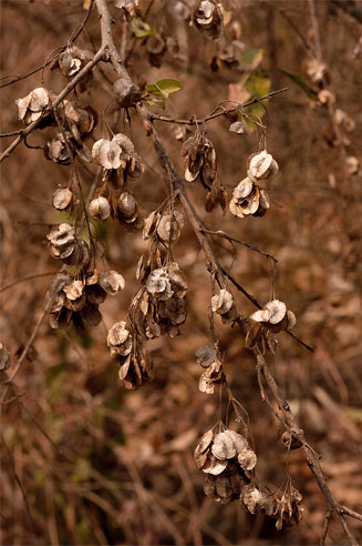 Pteleolepis myrtifolia