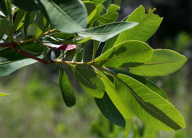 Terminalia brachystemma