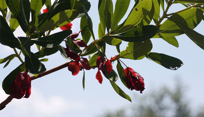Terminalia brachystemma