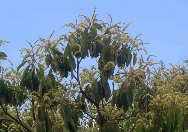 Terminalia gazensis