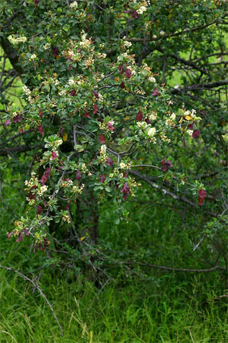 Terminalia prunioides 