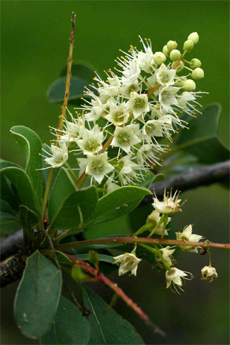Terminalia prunioides 