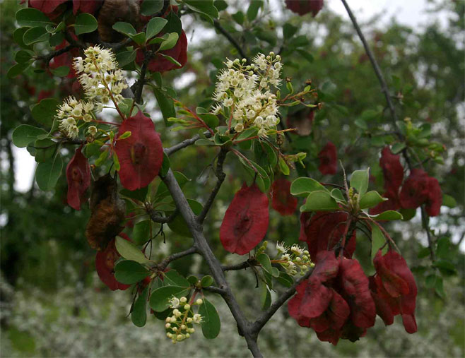 Terminalia prunioides 
