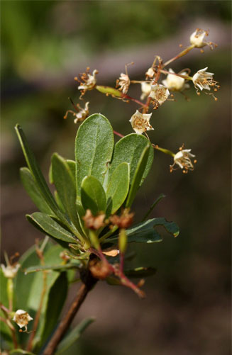 Terminalia randii 