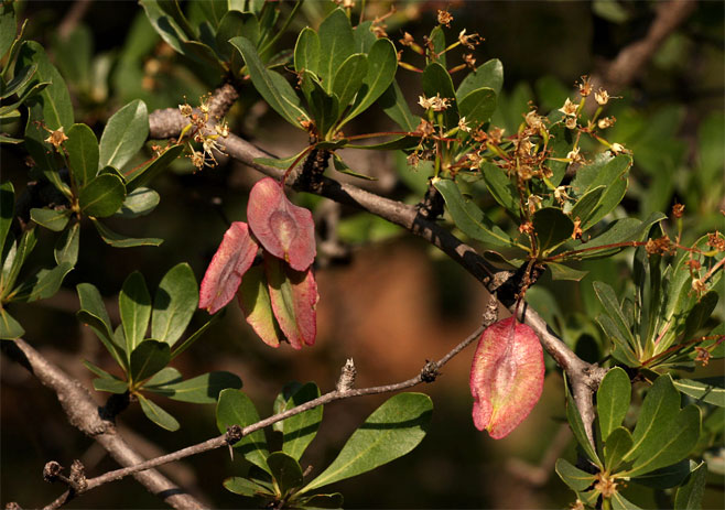 Terminalia randii 