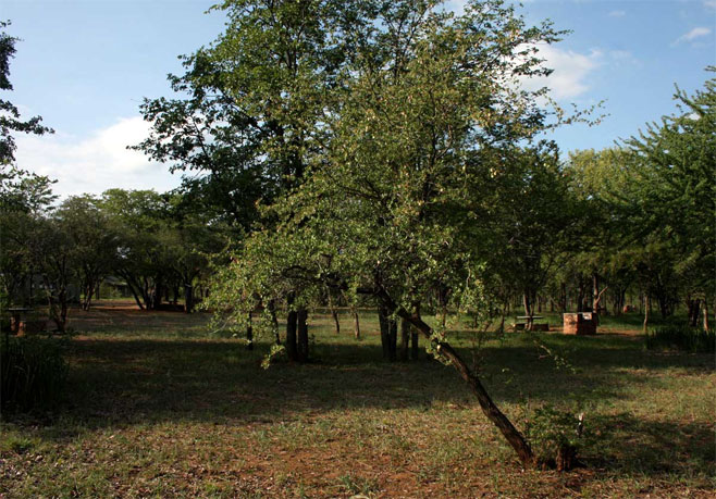 Terminalia randii 