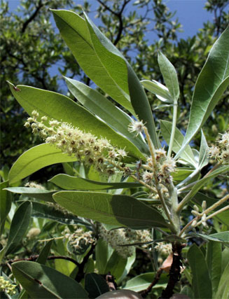 Terminalia sericea (Silver cluster-leaf)