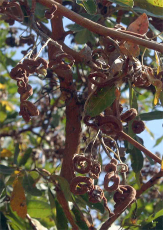Terminalia sericea (Silver cluster-leaf)