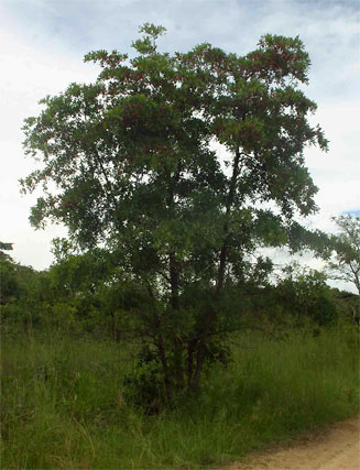 Terminalia sericea (Silver cluster-leaf)
