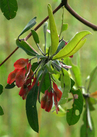 Terminalia sericea (Silver cluster-leaf)