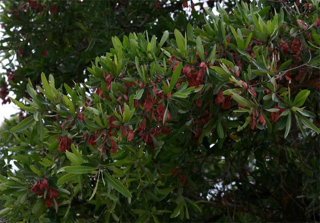 Terminalia sericea (Silver cluster-leaf)