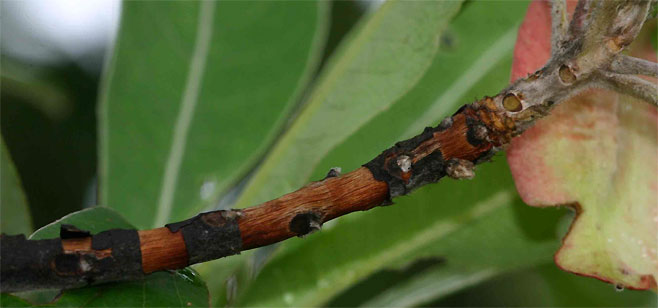 Terminalia sericea (Silver cluster-leaf)