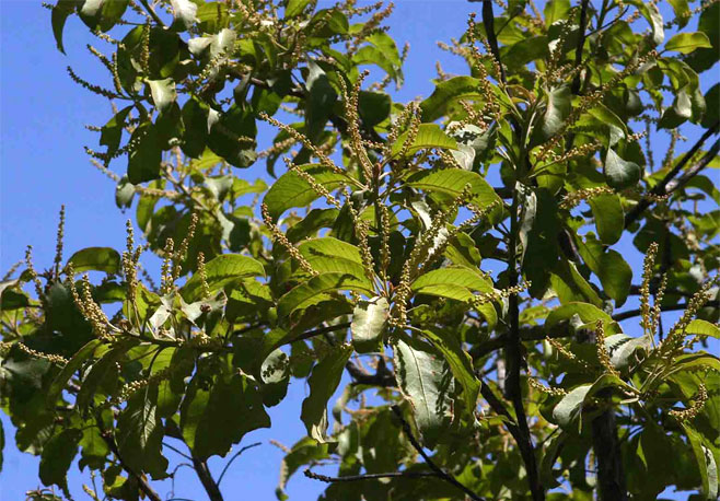 Terminalia stenostachya 