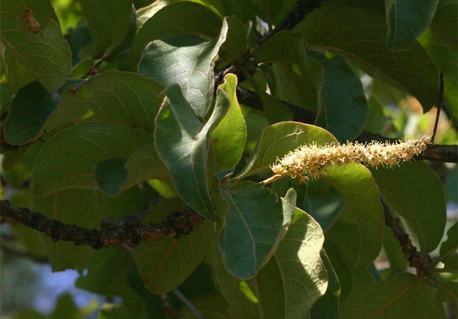 Terminalia stenostachya 