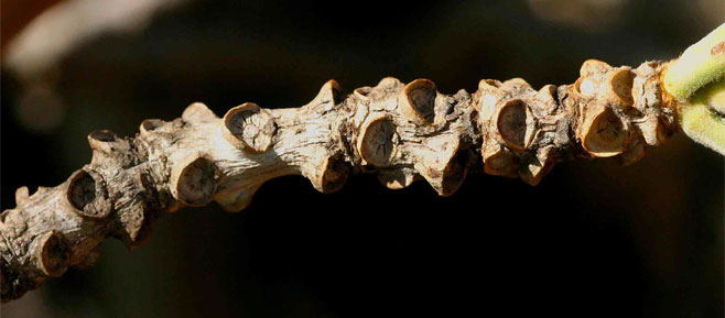 Terminalia stenostachya 