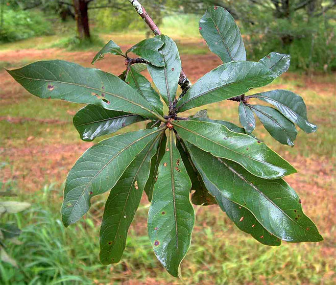 Terminalia trichopoda
