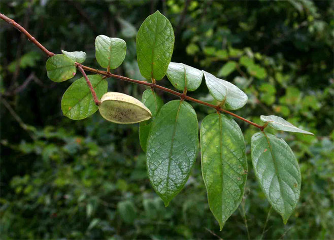 Combretum pisoniiflorum (Mozambique wingless combretum)