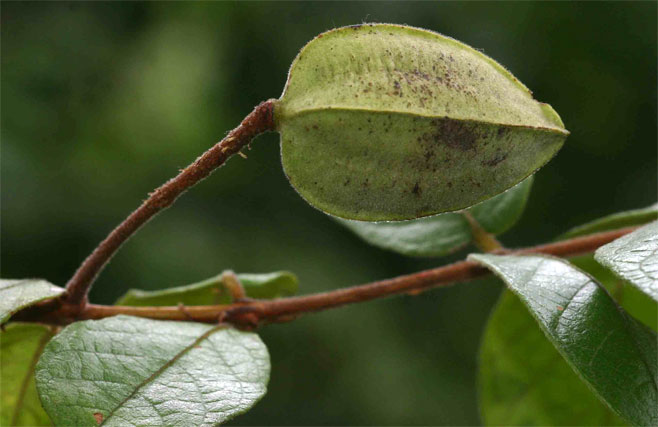 Combretum pisoniiflorum (Mozambique wingless combretum)