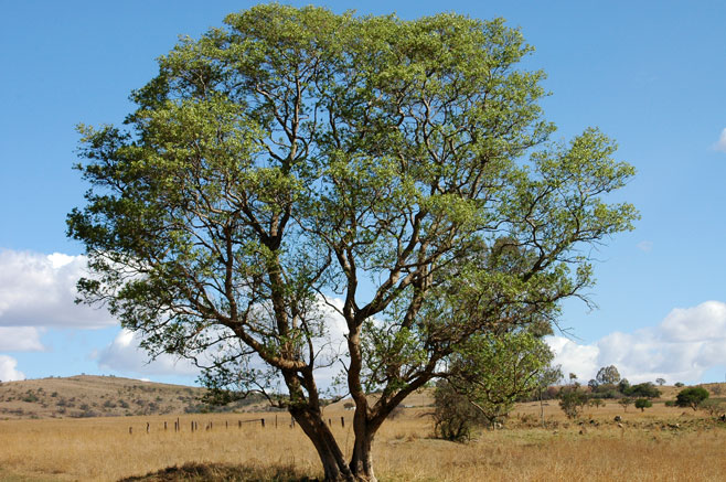 Combretum erythrophyllum (River bushwillow, River combretum)