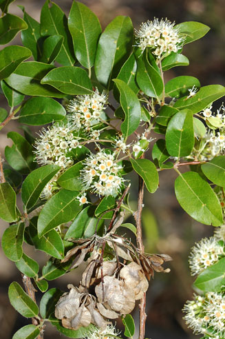 Pteleolepis myrtifolia