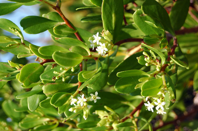 Lumnitzera racemosa