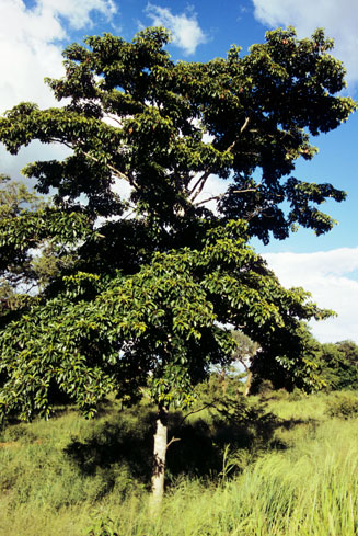 Terminalia sambesiaca