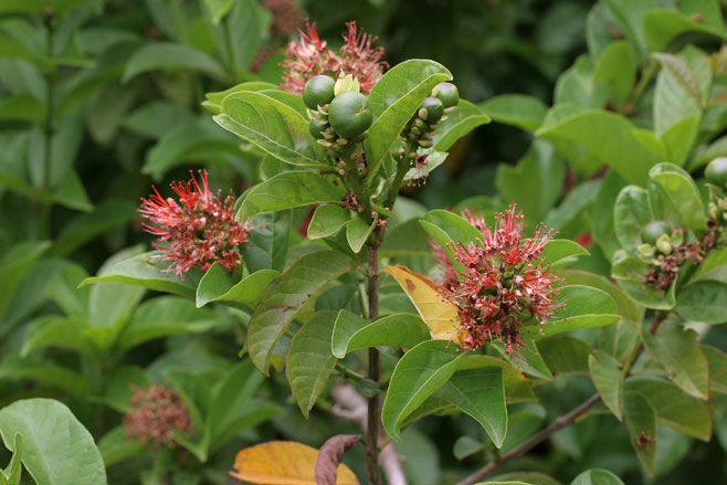 Combretum bracteosum (Hiccup-nut)