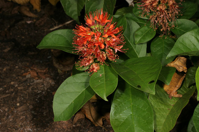 Combretum bracteosum (Hiccup-nut)