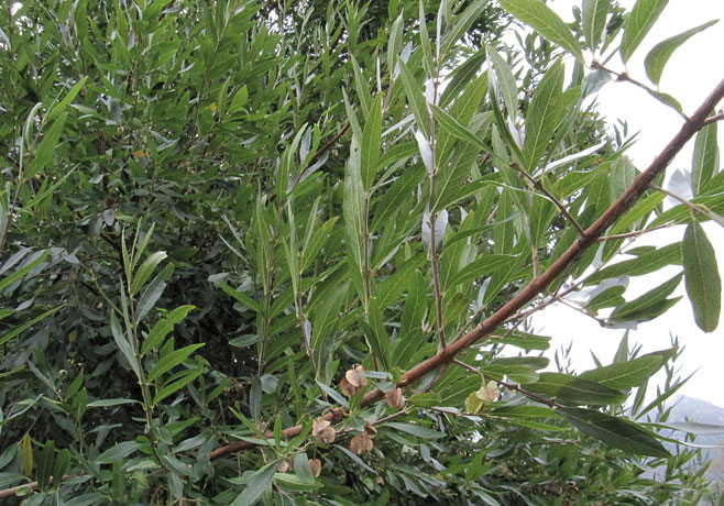 Combretum caffrum (Cape Bushwillow)