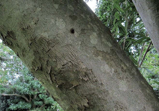 Combretum caffrum (Cape Bushwillow)
