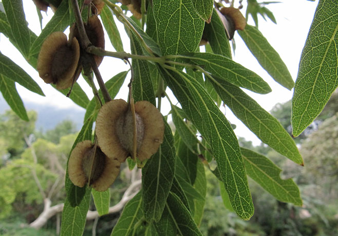 Combretum caffrum (Cape Bushwillow)