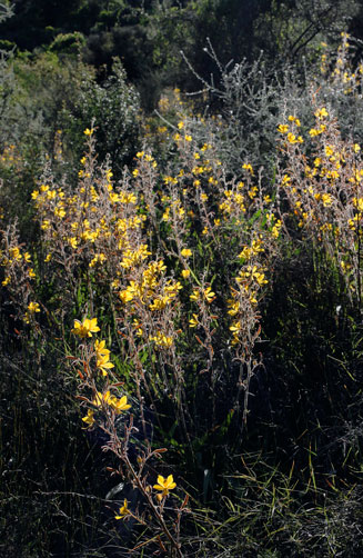 Wachendorfia paniculata